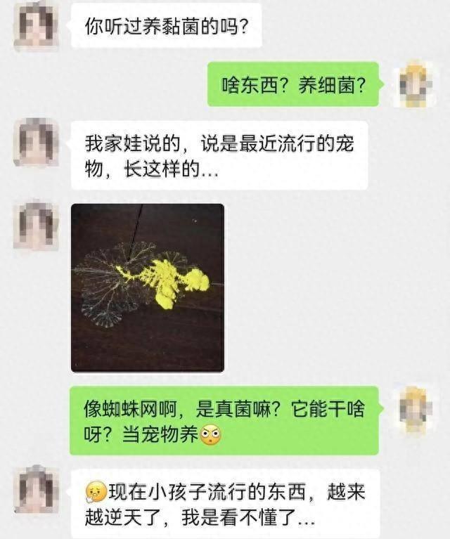 黏菌是什么？杭州小学生都在养的小众宠物，你了解吗？  第1张