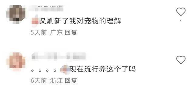 黏菌是什么？杭州小学生都在养的小众宠物，你了解吗？  第4张