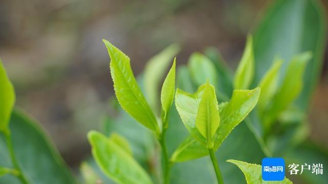 五指山真吾乡·大叶红茶及远航红茶荣获金奖，背后原因竟是……  第2张
