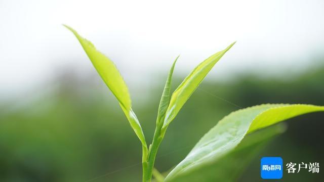 五指山真吾乡·大叶红茶及远航红茶荣获金奖，背后原因竟是……  第3张
