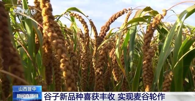 山西晋中 4 个谷子新品种喜获丰收，实现麦谷轮作、亩产吨粮新突破  第2张