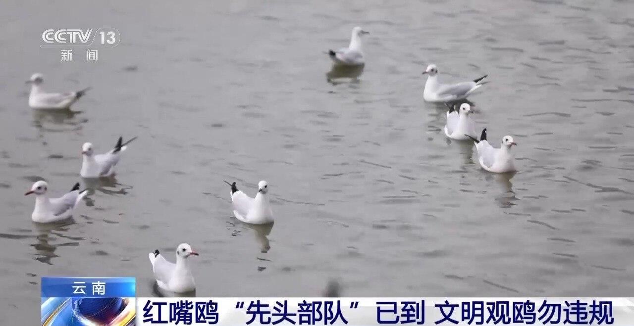 每年 10 月，数万只红嘴鸥从西伯利亚飞到昆明过冬，你见过吗？  第4张