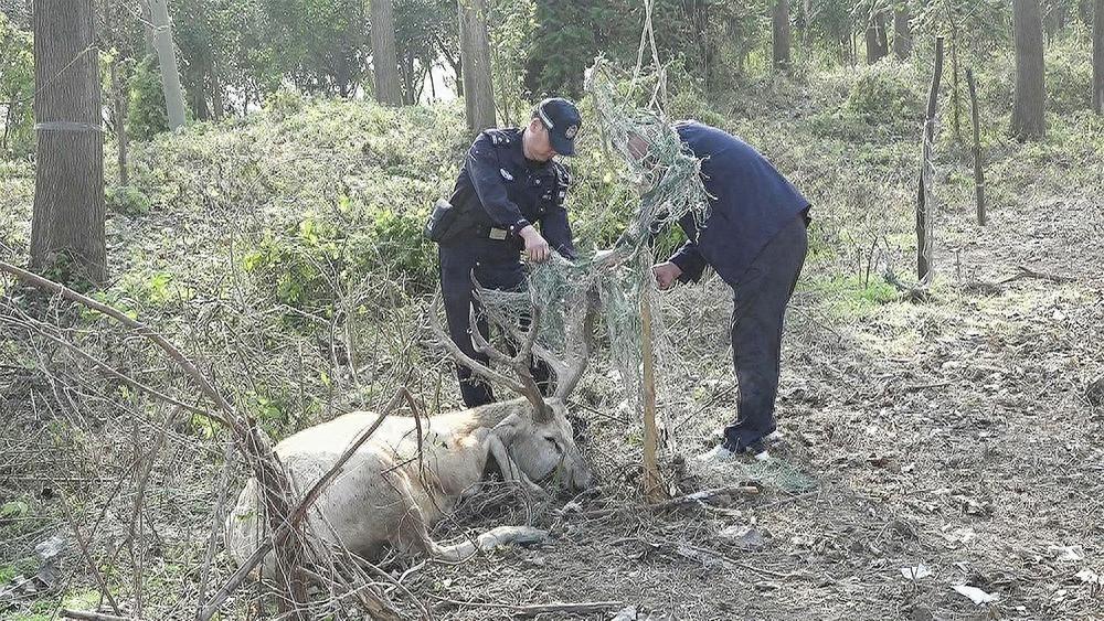 两头麋鹿被困！村民与民警联手解救，帮它们回归大自然