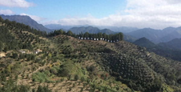 376 万投资！松阳 2 个省级工程让林地变金山，你还在等什么？  第1张