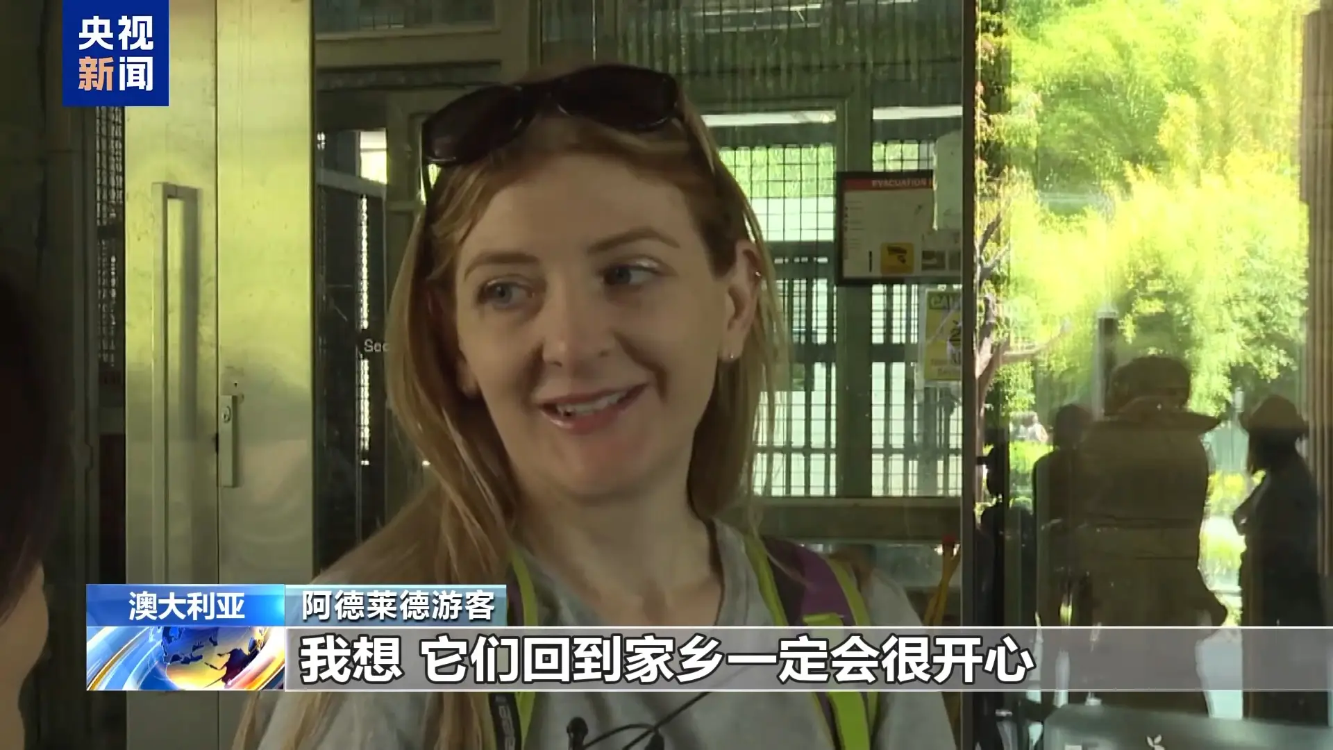 旅澳 15 年，网网和福妮正式启程返回中国！南半球唯一一对大熊猫即将告别澳洲  第2张