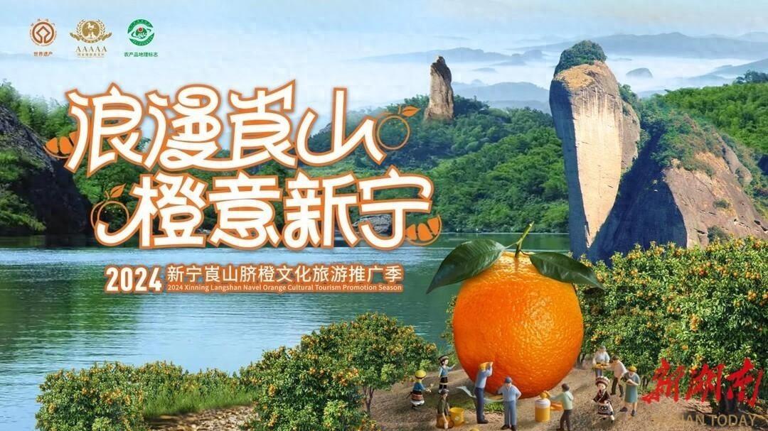 崀山脐橙丰收季，橙意满满等你来  第1张