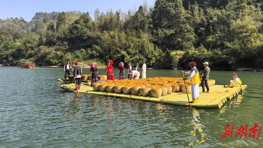 崀山脐橙丰收季，橙意满满等你来  第3张