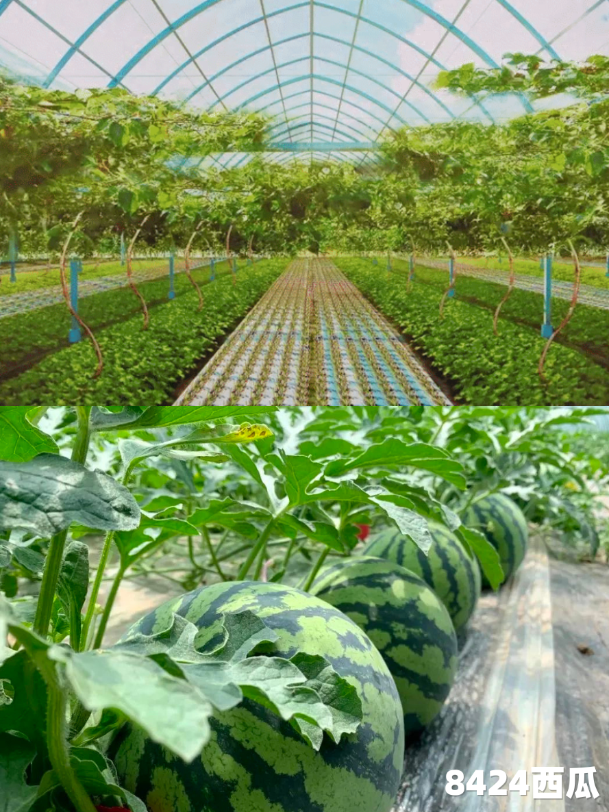 书院镇：新兴产业集聚，基础设施完备，服务功能齐全，营商环境优良，你还不来吗？  第3张