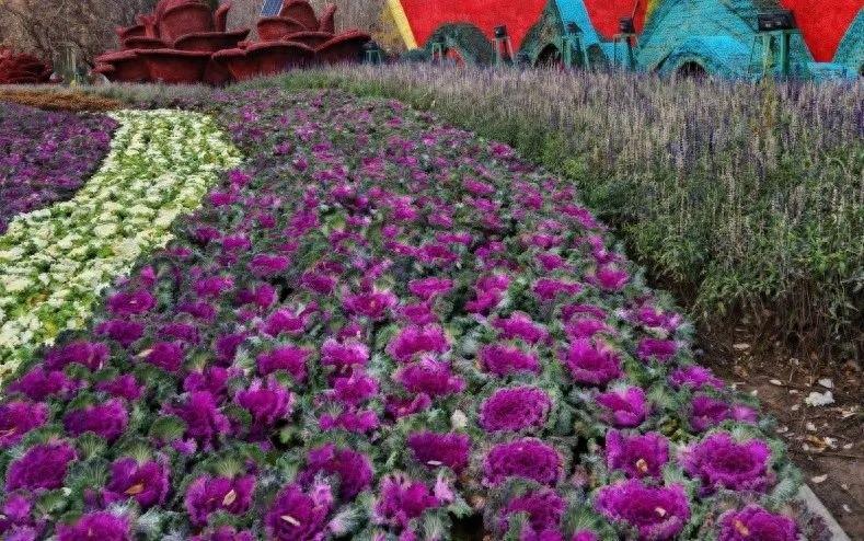 沈阳冬季街头惊现似火花朵，引得市民纷纷驻足观赏