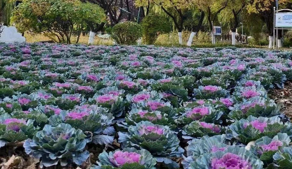 沈阳冬季街头惊现似火花朵，引得市民纷纷驻足观赏  第2张