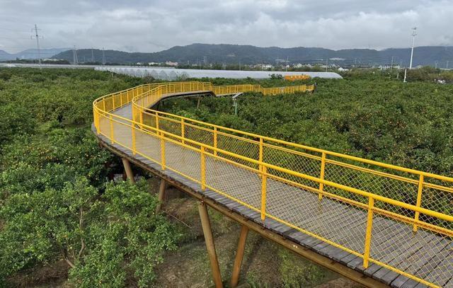 黄岩蜜橘季启动,千年古城的甜蜜产业如何振兴? 第2张 黄岩蜜橘季启动,千年古城的甜蜜产业如何振兴? 第2张