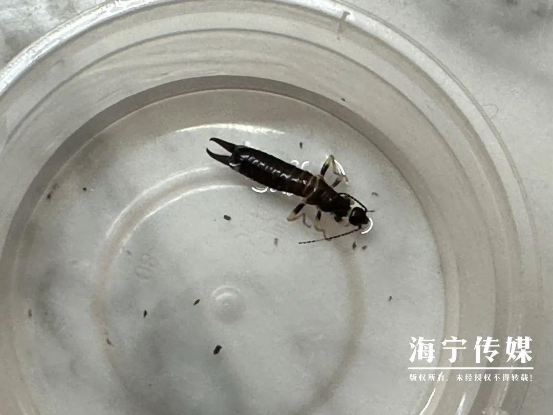 海宁一市民家中惊现怪虫，尾部像钳子，究竟是何物？  第2张