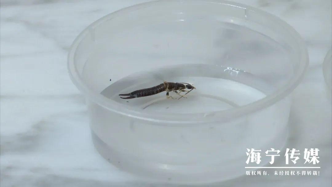 海宁一市民家中惊现怪虫，尾部像钳子，究竟是何物？  第3张