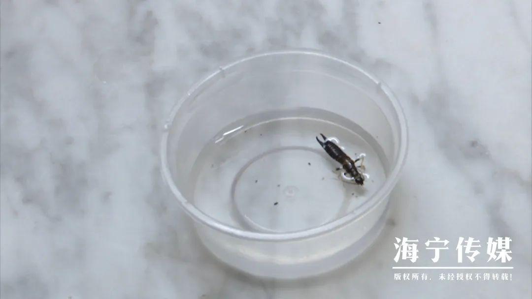 海宁一市民家中惊现怪虫，尾部像钳子，究竟是何物？  第5张