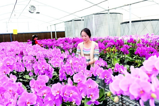 渭河儿女的幸福密码：科技创新与乡村振兴的双重奏  第6张