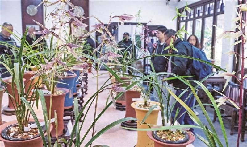 寒兰异军突起！长三角寒兰邀请展揭秘，89个品种惊艳亮相，收藏价值飙升  第1张