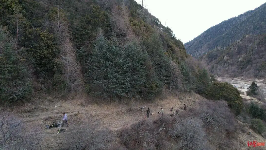 惊心动魄！川西高原猎人与野猪的生死对决，无人机全程直播  第3张