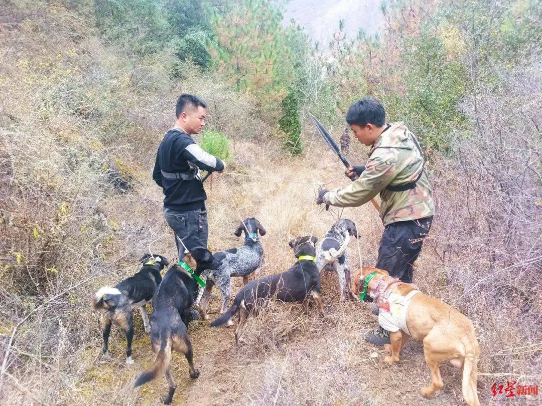 惊心动魄！川西高原猎人与野猪的生死对决，无人机全程直播  第4张