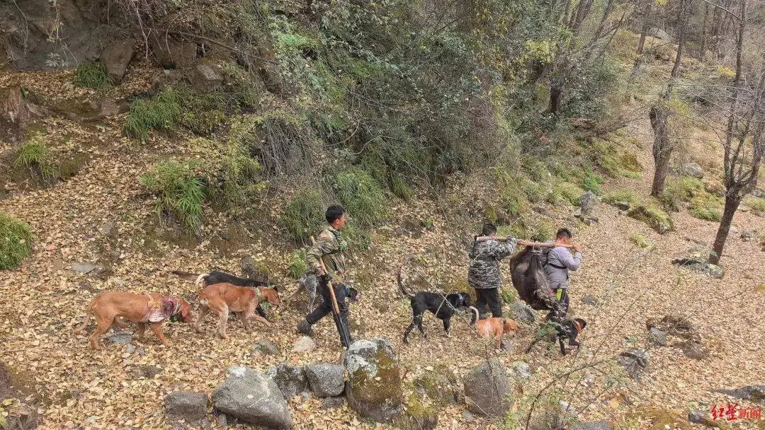 惊心动魄！川西高原猎人与野猪的生死对决，无人机全程直播  第5张
