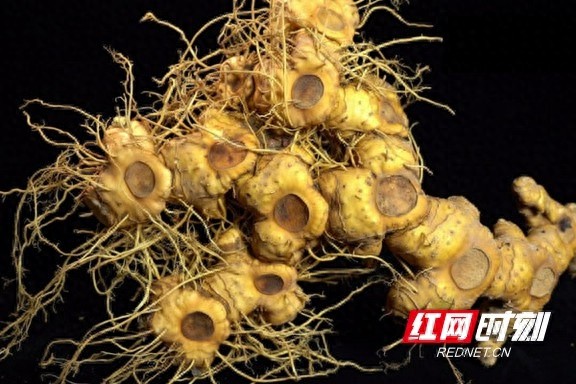 安化黄精入选全国名特优新农产品名录，品质与荣誉双丰收
