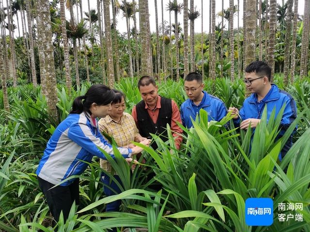 揭秘斑兰叶种植奇迹：95.91亩基地如何实现高效节水与防草控草？  第3张