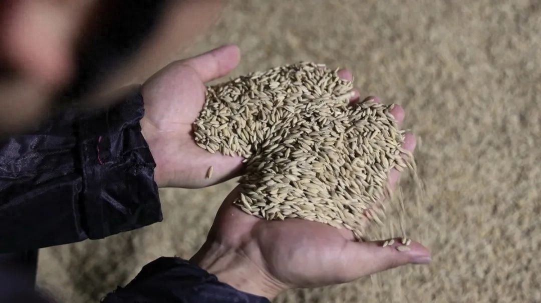 守护舌尖安全：武义县东干中心粮库如何严格把关每一粒稻谷？  第1张