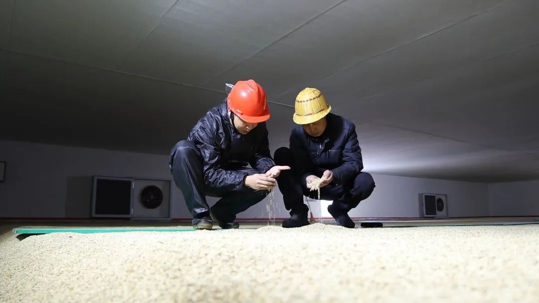 守护舌尖安全：武义县东干中心粮库如何严格把关每一粒稻谷？  第3张