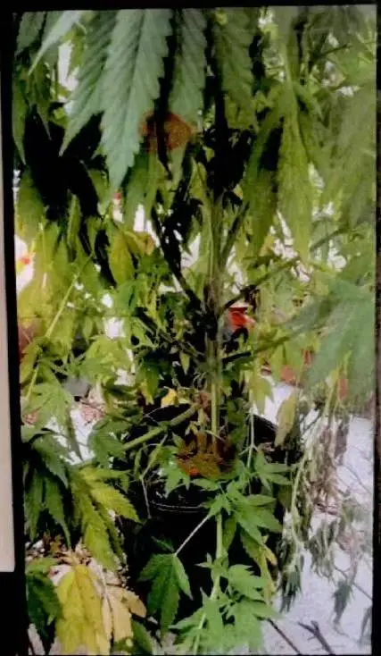 养猪场变大麻种植基地？27岁男子为快速致富走上犯罪道路  第1张