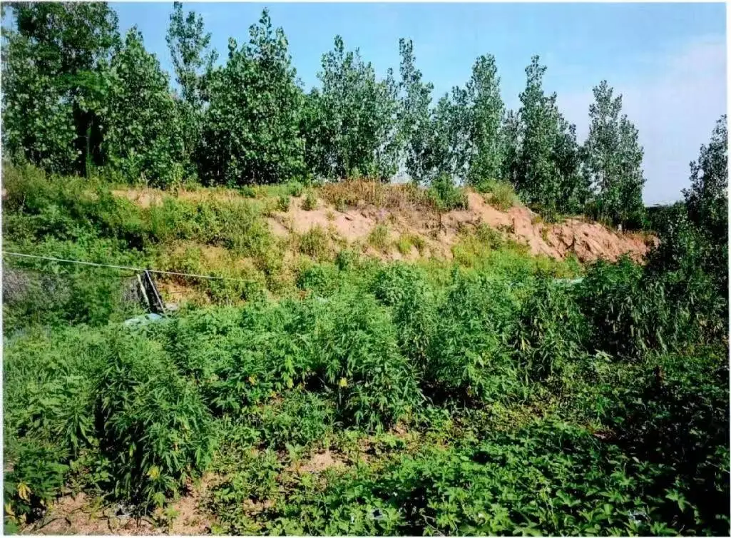 养猪场变大麻种植基地？27岁男子为快速致富走上犯罪道路  第5张