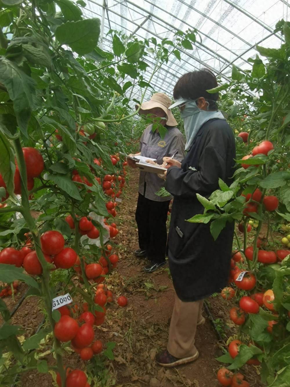 揭秘：中国农科院如何用高科技培育出抗病高产的番茄新品种？  第1张