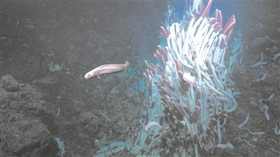 海底 2500 米处惊现巨型管状蠕虫，科学家：这将颠覆我们对深海生命的认知  第1张