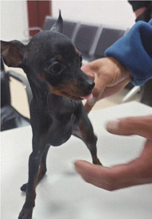 2 分钟没关车门，爱犬竟被偷走！警方已介入调查  第1张