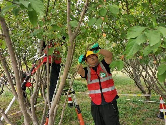 129 名选手齐聚济南！这场园林植物修剪职业技能竞赛，你绝对不能错过  第2张