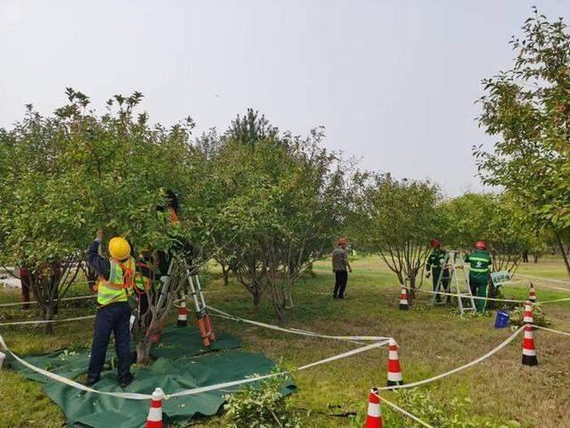 129 名选手齐聚济南！这场园林植物修剪职业技能竞赛，你绝对不能错过  第3张
