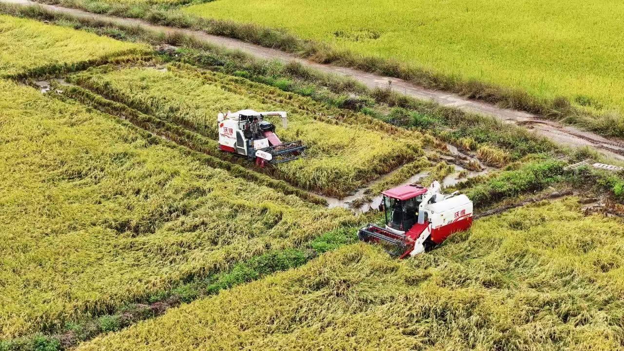 920 亩晚稻喜迎丰收，平均亩产湿稻谷高达 1232 斤  第2张