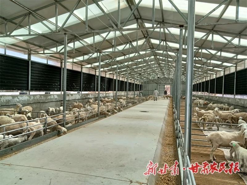 临夏乡土人才卢维平：用养殖技术带动乡村振兴  第3张