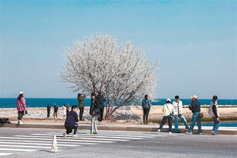 大连新增一处亲海网红打卡处，孤独的树不再孤独