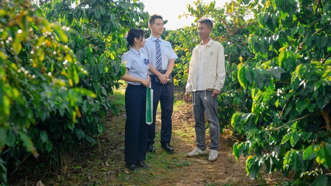 邮储银行助力，云南咖啡豆开启诗意之旅，飘香全国  第3张