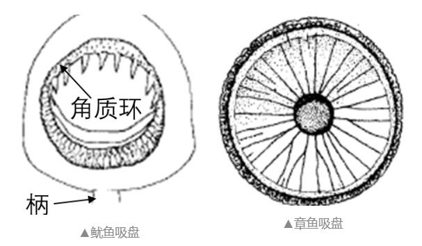 章鱼足和鱿鱼足竟如此相似，你真的能分清吗？  第3张
