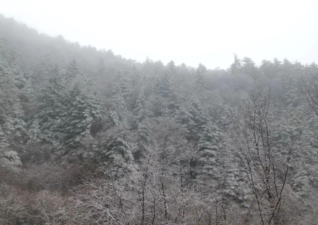 湖北神农架、十堰等地今日下雪，梦幻冰雪世界等你来  第2张
