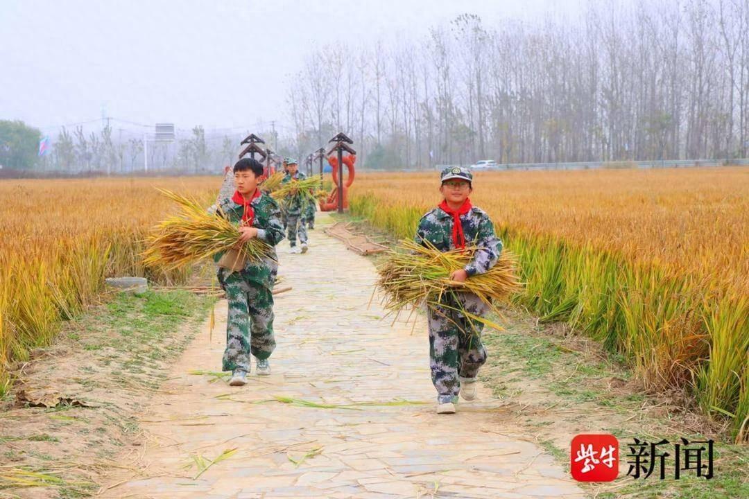 200 多名师生下田割稻！这场劳动实践研学活动太有意义了  第1张