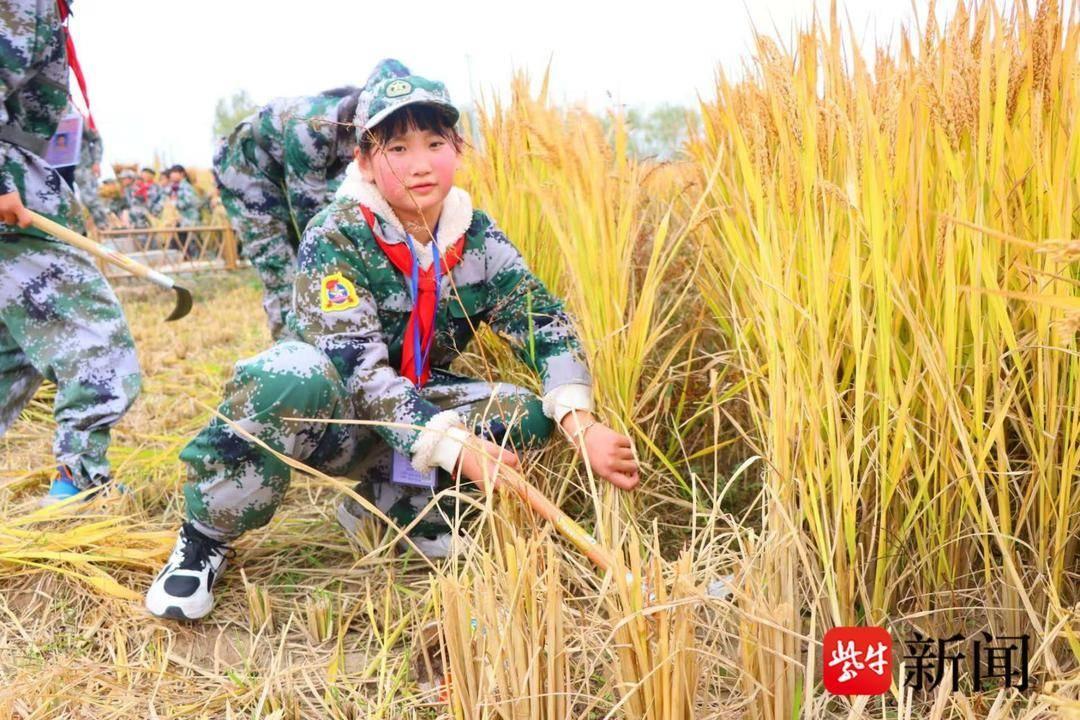 200 多名师生下田割稻！这场劳动实践研学活动太有意义了  第2张