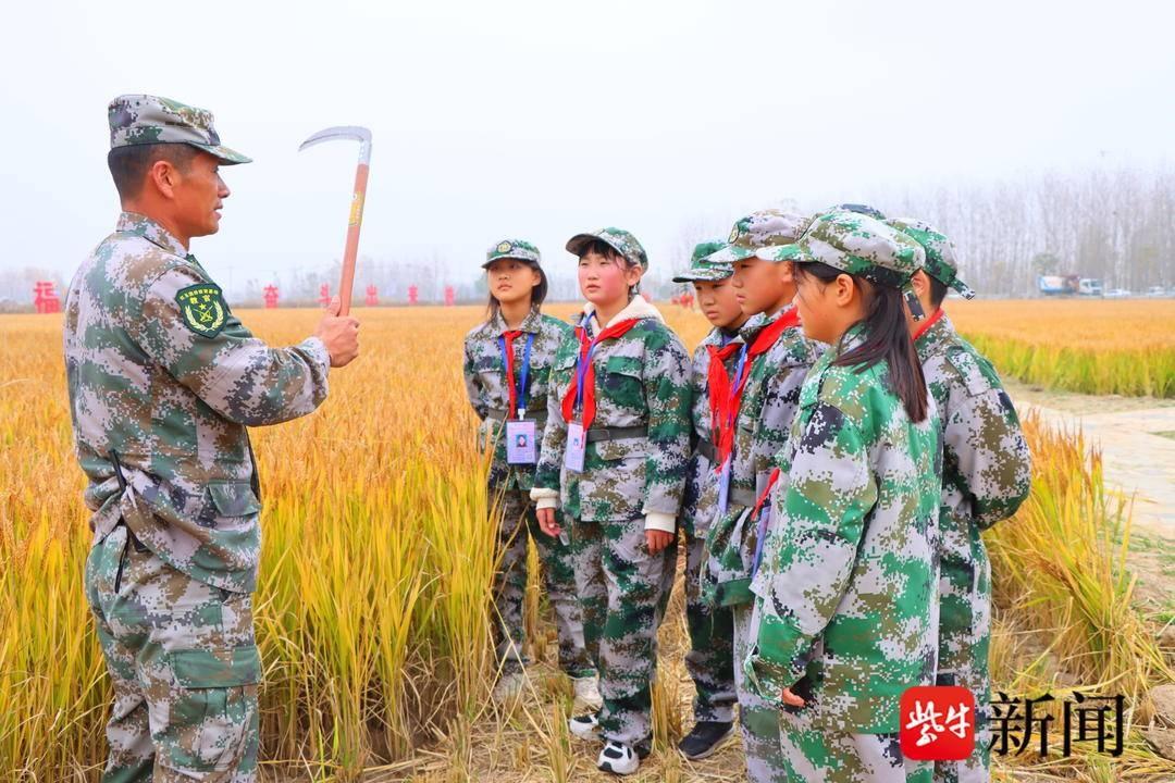 200 多名师生下田割稻！这场劳动实践研学活动太有意义了  第4张