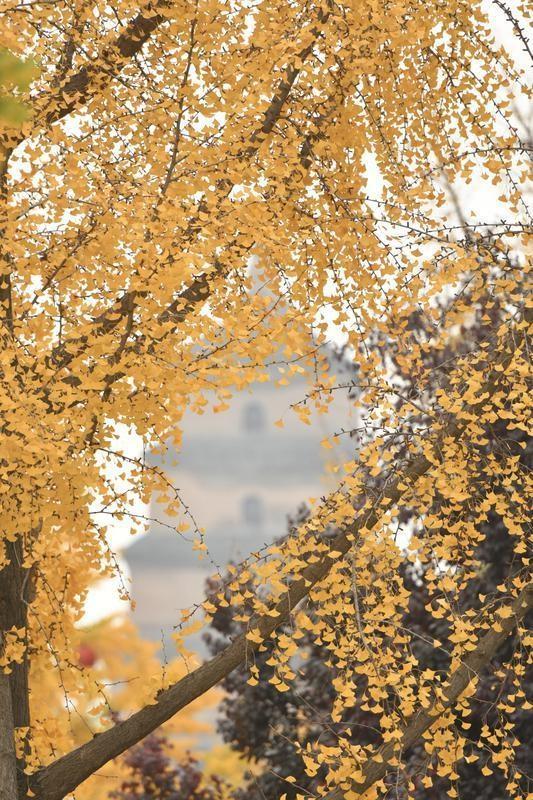 银杏果实气味难闻，究竟能不能吃？专家为你解答  第3张