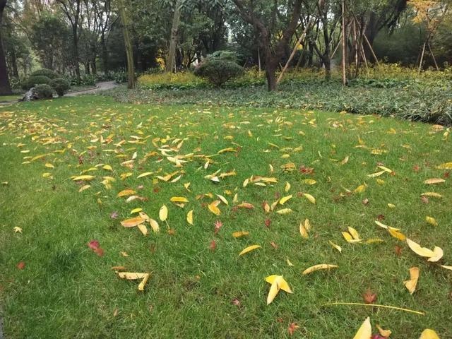 上海今日气温冰点以下，阳光下的冬日暖意与寒冷交织，你感受到了吗？  第2张