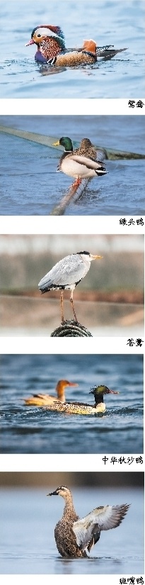54岁护林员王文善的秘密任务：守护候鸟的温暖家园  第2张