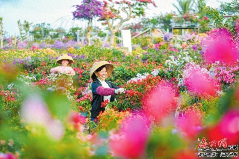 2025海口三角梅花展：89天花海盛宴，10大打卡点等你来探索  第1张