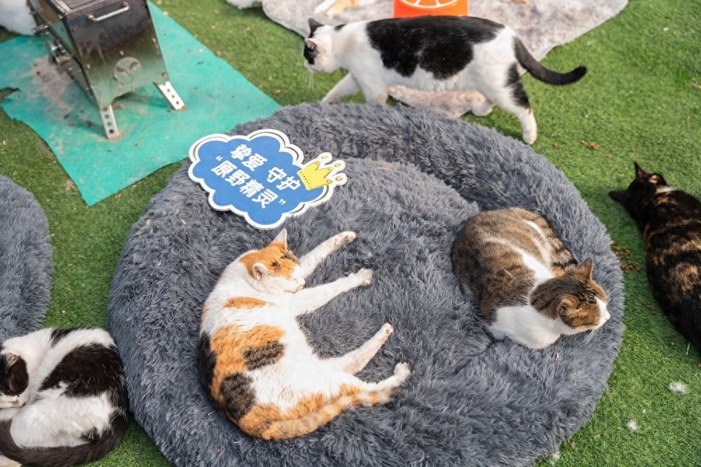爱自己，亦是爱它：300余位爱猫人士齐聚上海，为流浪猫送上暖冬关怀  第1张