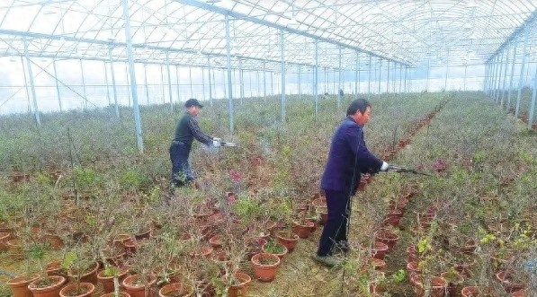 长沙三角梅的冬日迁徙：从高架桥到温室的温暖守护