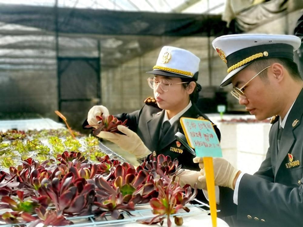 从化海关助力多肉植物首次出口日本，零突破背后的故事  第1张
